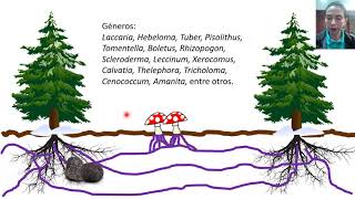 Micorrizas  Clases de microbiología agrícola [upl. by Nester32]