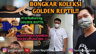 BONGKAR KOLEKSI GOLDEN REPTIL  CeritaBareng GOLDEN REPTIL [upl. by Fredela]