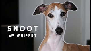 Meet Snoot the Whippet [upl. by Magdalen]