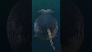 Explore the Depths Sea Mammals from A to Z preschoollearning educationalvideos earlylearning [upl. by Wallie247]