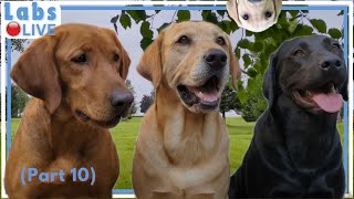 🔴LabsLive Part 9🔵 Labrador Retrievers and Relaxing Music for Dogs [upl. by Reginald78]