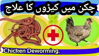 Cure of Worms in Chickens Treatment of Intestinal Worms Murgi Kiron Ka Ilaj Deworming of Chicken [upl. by Lyndon927]