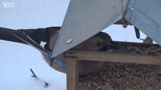 Žiemojantys Lietuvos paukščiai Kėkštas lesykloje 1 dalis  Wintering Lithuanian birds Part 1 [upl. by Namus]