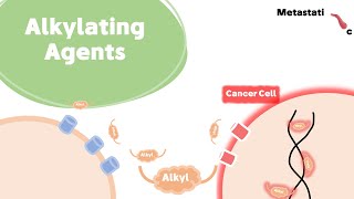 Alkylating Agents For Researchers [upl. by Edmondo282]