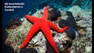 LE SUPERSINTESI DI SCIENZE Gli invertebrati Echinodermi e Cordati classe prima [upl. by Rumit]