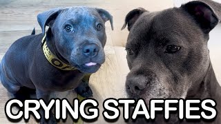 Sniffles to Snacks 2 English Staffies Emotional Rollercoaster [upl. by Eanil218]