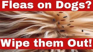 How to Get Rid of Fleas on Dogs at Home  Effective amp Easy Solutions [upl. by Burt]