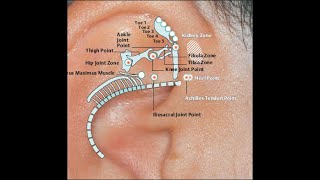 EAR ACUPUNCTURE  AURICULOTHERAPY 07 Points of Triangular Fossa amp Lobe [upl. by Arielle]