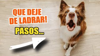 ¿POR QUÉ mi perro LADRA MUCHO 🐶🤦‍♂️ ¿Qué Debo Hacer [upl. by Nylrehs]