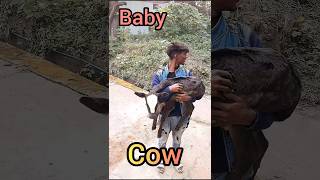 Baby cow wo🥰🥰🤩😇 [upl. by Shamma]