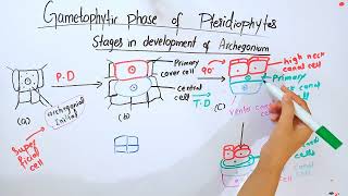 Gametophytic phase of PteridophytesBSc and MSc botany topic [upl. by Veradis789]