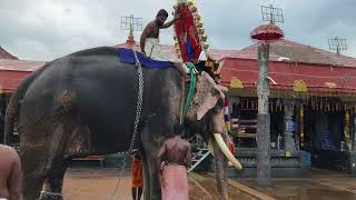 Chengannur Mahadeva Temple Utsavam Evening Sheeveli  Lord Mahadeva and Goddess Sri Parvathi [upl. by Wilburt]