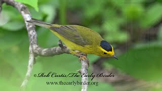 Cardellina pusilla WILSONS WARBLER male glimpses 9087606 [upl. by Chambers]