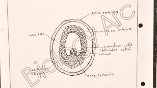 graafian follicle diagram of class 12  well labelled biology shorts [upl. by Finn]