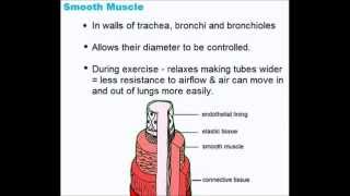 Gaseous Exchange System  Quick A Level Biology Revision [upl. by Eglantine443]