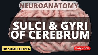 SULCI amp GYRI OF CEREBRUM [upl. by Richmound]