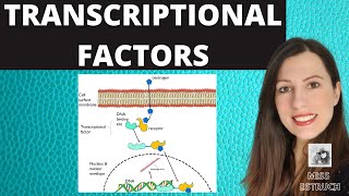 TRANSCRIPTIONAL FACTORS Gene regulation and the role of oestrogen explained [upl. by Kanya]