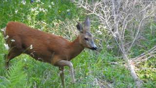 Labbaio del capriolo femmina di capriolo alla disperata ricerca del proprio cucciolo [upl. by Ardried]