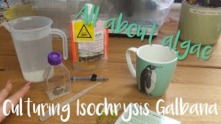 How to culture Isochrysis Galbana [upl. by Zendah]