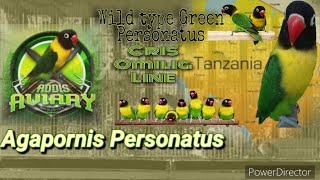 Agapornis Personatus Cris Omilig line Green Perso wild type Belgium line [upl. by Parsaye249]