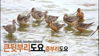 큰뒷부리도요중부리도요 Bartailed Godwit Eurasian whimbrel [upl. by Aivuy]