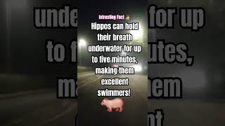 🦛 Unbelievable Hippo Facts You Never Knew HippoLove WildlifeWonder [upl. by Novahs]