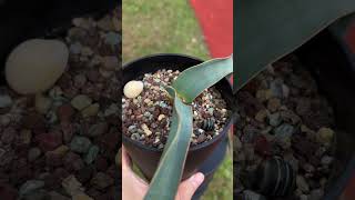 Welwitschia mirabilis 16 months seedling [upl. by Bergwall]