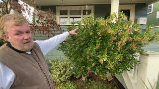 How to Prune Arbutus Japonica Shrubs  Seattle Arborist Chip Kennaugh [upl. by Ordisi]