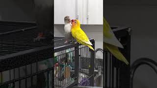 Agapornis loroyacodarko loros birds lovebirds parrot lovesigns exoticpetsinchennai [upl. by Ydnat]