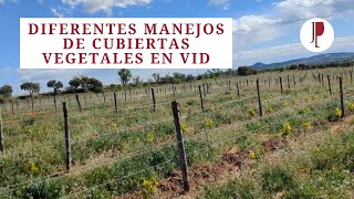 Diferentes manejos de cubiertas vegetales en vid [upl. by Nerwal]