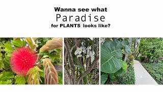 Wanna see what Paradise for Plants looks like Lets take a tour in the Florida Keys [upl. by Larkin777]