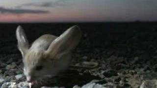 Longeared Jerboa extraordinary desert creature [upl. by Abner264]