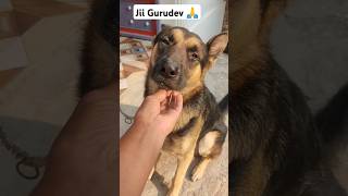 Jii Gurudev 🙏viralvideo cuteanimal dog gurudevshortvideo [upl. by Merton]