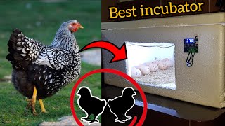 Best incubator for eggs hatching silver wyandotte large chicken eggs hatching [upl. by Redneval]