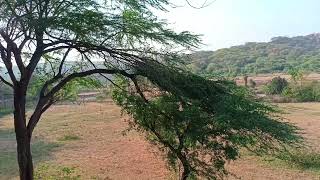 LiveStock Farming At Grazing Land amp Its Potential To Attract Nature Tourism amp Prevent Deforestation [upl. by Calie115]