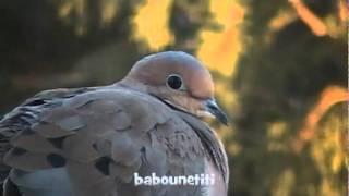 Tourterelles tristes  Mourning Doves Cacouna Québec [upl. by Quenna910]