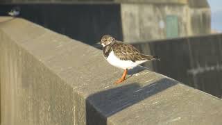 Turnstones Arenaria interpres on Sheringham seafront Norfolk UK [upl. by Edva]