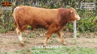 LOT 8  ULSTER P  Vente Grand Cru 2024 [upl. by Aret]