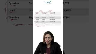 Nucleotides and Nucleosides [upl. by Devondra]