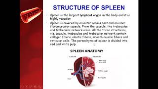 Reticuloendothelial system or Macrophages System  Spleen  Lymph nodes [upl. by Llertnac]