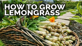 How to Grow Lemongrass and Propagate it FOREVER [upl. by Deragon]