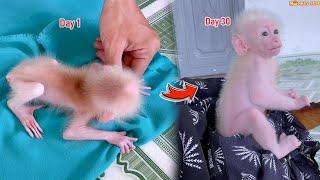 How has BeBe the monkey changed after one month of being adopted [upl. by Alleirbag234]