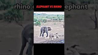 Elephant vs rhino trending animals wildlife elephant rhino shorts short [upl. by Nilad]