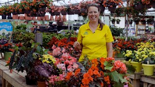 PETITTI Begonia Spotlight  Grow for Shade Deer Resistance amp Pollinators [upl. by Alexis548]