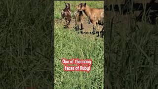 Silly Nigerian Dwarf Goat [upl. by Omer]