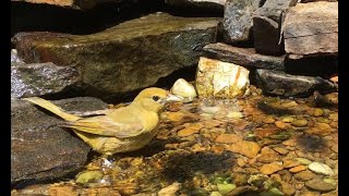 Summer Tanager Call  Female Summer Tanager Demonstrates Her Call While Taking a Bath [upl. by Justinian]