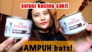 Review Royal Canin Recovery Mengandung Babi Emang Bener Kita bedah komposisinya [upl. by Furgeson]