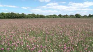 Cotswold Seeds Farm Visit Sainfoin with Henry Edmunds Organic Farmer [upl. by Ignatz]