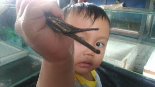 MENANGKAP ANAK IKAN ALIGATOR FLORIDA BERSAMA ABENG [upl. by Eyks]