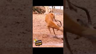 A crocodile ambushes a deer on the riverbank crocodile deer [upl. by Lawford]